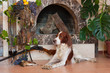 Bird dog fireplace wine Bird dog fireplace wine