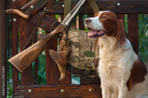 Photo: Gun dog near to shot-gun and trophy, outdoors Gun dog near to shot-gun and trophy, outdoors