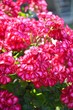 Pelargonien (Pelargonium)