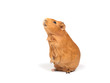 Guinea pig bags