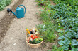 récolte de légumes frais au jardin