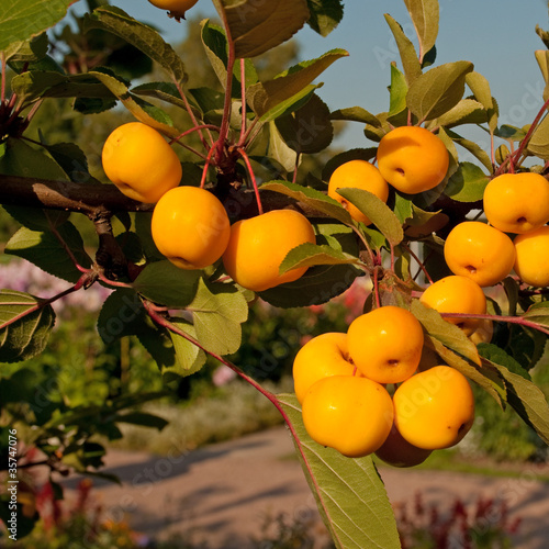 Foto: Zierapfel Zierapfel