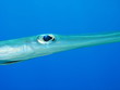Pesce flauto - Fistularia - Cornetfish