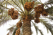 Dates on a date palm tree Dates on a date palm tree
