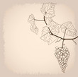 background with grapevine background with grapevine