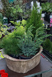 conifers