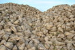 betteraves 2011 09