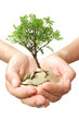 Photo: Money tree growth Money tree growth