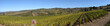 Weinberge Chianti Classico Toskana