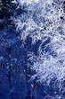 givre sur arbre