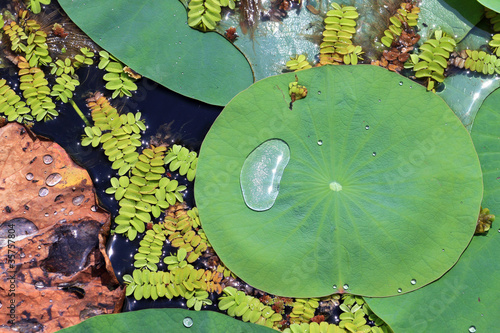 Photo: Lotus Leaf Lotus Leaf