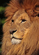 Photo: stolzer Löwe stolzer Löwe