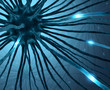 Nerve Cell