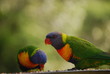 feeding Lorrikeets