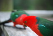 King Parrots