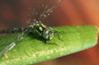 Libelle