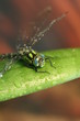Libelle