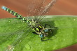 Libelle