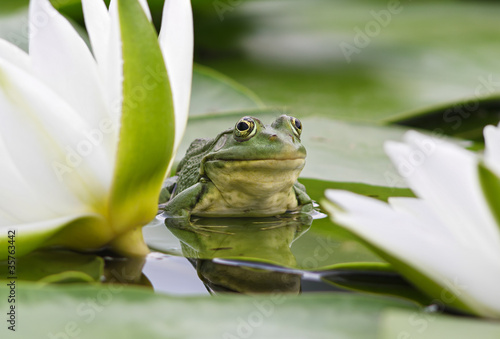 Photo: Frog among white lilies Frog among white lilies