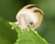 Snail sitting on leaf, macro photo