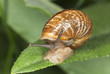 Snail sitting on leaf, macro photo Snail sitting on leaf, macro photo