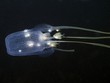 Photo: Box Jellyfish - Tamoya haplonema Box Jellyfish - Tamoya haplonema