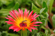Hover Fly imitating a bee or a wasp on pink flower