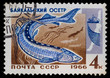 Postal stamp. Baikal sturgeon, 1966 Postal stamp. Baikal sturgeon, 1966