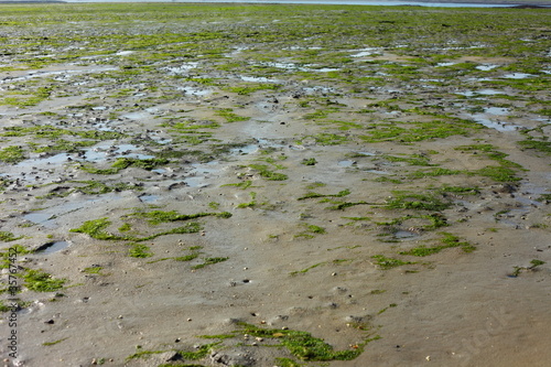 Photo: algues vertes algues vertes
