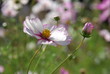 Schmuckkörbchen  (Cosmos bipinnatus )