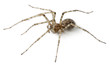 Cardinal spider, Tegenaria parietina