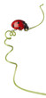 Seven-spot ladybird or seven-spot ladybug on Larger Bindweed