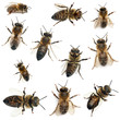 Photo : Female worker bee, Anthophora plumipes Female worker bee, Anthophora plumipes