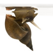Great pond snail, Lymnaea stagnalis Great pond snail, Lymnaea stagnalis