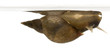 Great pond snail, Lymnaea stagnalis Great pond snail, Lymnaea stagnalis