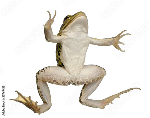 Photo: Edible Frog, Rana esculenta, in front of white background Edible Frog, Rana esculenta, in front of white background