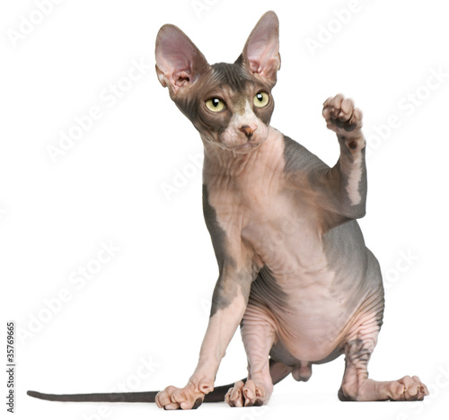 Photo: Sphynx kitten, 4 months old, sitting Sphynx kitten, 4 months old, sitting