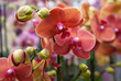 Coral Phalaenopsis orchid