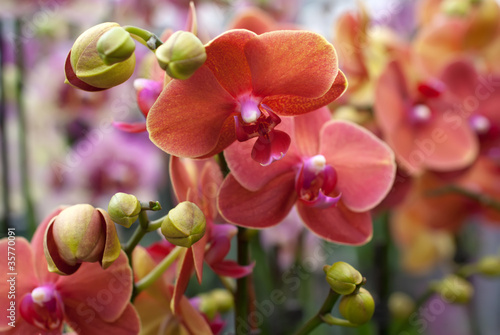 Photo: Coral Phalaenopsis orchid Coral Phalaenopsis orchid