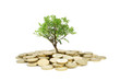 Photo: Tree growing from money Tree growing from money