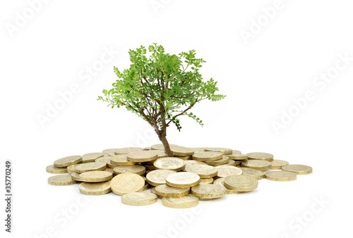 Photo: Tree growing from money Tree growing from money