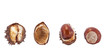 chestnut seed growth process