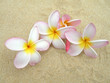 Frangipaniblüten - Plumeria am Strand