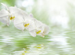 欄の花