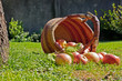 Basket of apples
