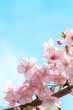 青空と彼岸桜