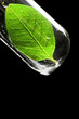 Test tube with leaf Test tube with leaf