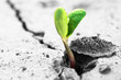 new life