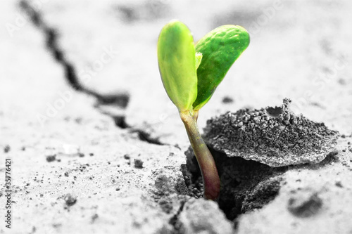 Photo: new life new life