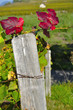 Vigne en automne Vigne en automne